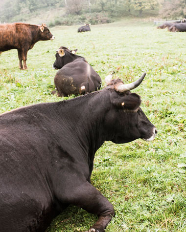 Allevamento bovini a Varese Allevamento bovini a Varese