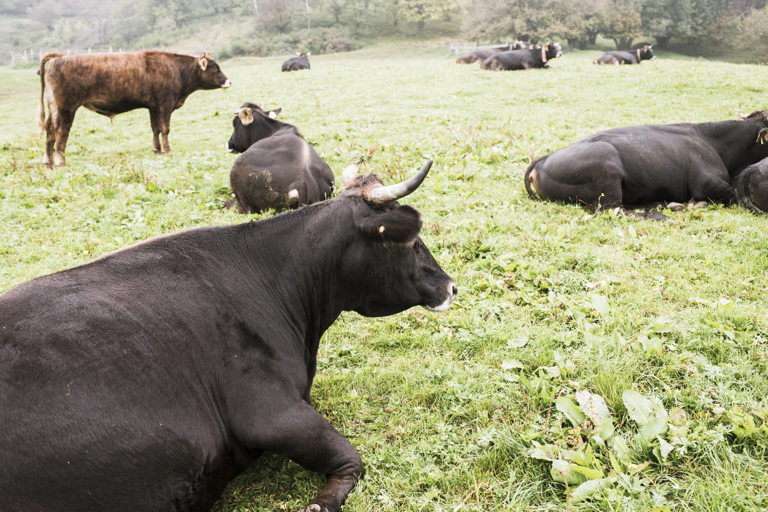 agriturismo ai lares soc. semplice agricola